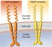 Receptors GIST